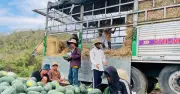 Nông dân Gia Lai buồn bã vì dưa hấu rớt giá, lỗ nặng giữa mùa thu hoạch