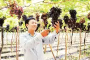Nông dân Ninh Thuận làm giàu từ nho không hạt và du lịch trải nghiệm
