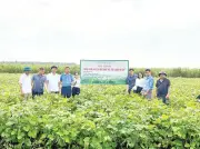 Nông dân Tây Hiếu đổi đời nhờ liên kết sản xuất và bao tiêu sản phẩm