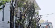 Đà Nẵng lý giải việc cắt trụi cây xanh trung tâm: Đảm bảo an toàn thi công