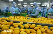 Để Nông Sản Việt Vươn Xa: Nông Nghiệp Phải Sản Xuất Cái Thị Trường Cần