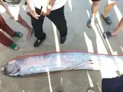 Phát hiện cá mái chèo khổng lồ dài gần 4 mét trôi dạt vào bờ biển Lâm Đồng