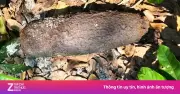 Phát Hiện Đạn Pháo Trên Cánh Đồng Ở Huế: Lực Lượng Chức Năng Xử Lý An Toàn
