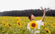Rực Vàng Cánh Đồng Hoa Hướng Dương Ở Kim Liên, Du Khách Đổ Xô Check-in