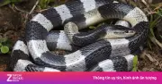 Rắn Cạp Nia: Loài Rắn Độc Nguy Hiểm Nhất Việt Nam Và Cách Xử Lý Khi Bị Cắn