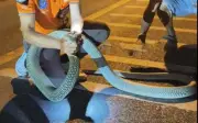Rắn hổ mang chúa 3,6 mét trốn trong tủ lạnh cũ ở Thái Lan được giải cứu