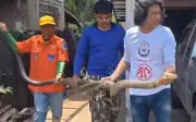 Rắn hổ mang chúa khổng lồ 4 mét bị bắt sau nhà dân ở Thái Lan