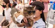Saigon Pet Carnival 2026 thu hút giới trẻ với cuộc thi mèo đẹp và thời trang thú cưng