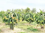 Từ Đất Khô Cằn Đến Vườn Thanh Long Trĩu Quả: Hành Trình Làm Giàu Của Nông Dân Bình Thuận