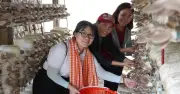 Từ trang trại nấm bấp bênh đến điểm du lịch trải nghiệm hút khách ở Đồng Tháp