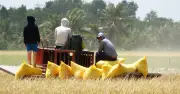 Thủ tướng chỉ đạo khẩn cấp hỗ trợ nông dân ĐBSCL khi giá lúa giảm mạnh