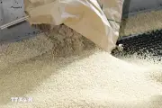 Thị trường gạo và ngũ cốc chịu áp lực từ chi phí vận tải tăng cao