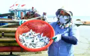 Thanh Hóa: Ngư dân tất bật đánh bắt cá trích mùa vụ, lợi nhuận giảm vì giá nhiên liệu tăng