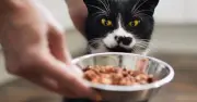 Thanh niên Trung Quốc kiếm hơn 600 triệu đồng dịp Tết nhờ dịch vụ cho mèo ăn tại nhà