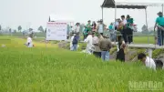 Viện Lúa ĐBSCL trình diễn 22 giống lúa mới, 4 giống được công nhận lưu hành