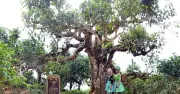 Vinh danh cây trà di sản: Bảo tồn hay đang bức tử những cổ thụ quý hiếm?