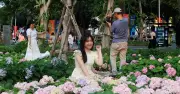 Vườn hoa cẩm tú cầu ở TP.HCM đẹp tựa Đà Lạt, thu hút giới trẻ check-in