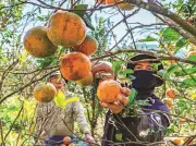 Vượt Đường Hiểm Lên Vườn Cam Hai Đông: Hành Trình Khám Phá Nông Trại Hữu Cơ Trên Cao