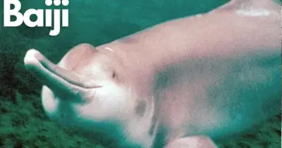 22 Năm Giam Cầm Và Cái Chết Trong Bể Kính: Bi Kịch Của Cá Heo Baiji Trên Sông Dương Tử
