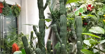 3 loại cây phong thủy cần cân nhắc kỹ trước khi đặt trong nhà