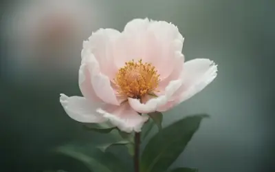 3 Ngày Sinh Âm Lịch Có Số Phú Quý, Tương Lai Rực Rỡ Từ Trong Trứng Nước