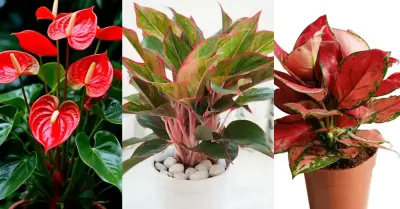 4 cây phong thủy hợp mệnh Hỏa giúp thu hút tài lộc, may mắn