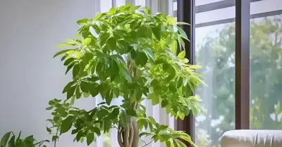 4 cây phong thủy hợp mệnh Mộc hút tài lộc, mang bình an