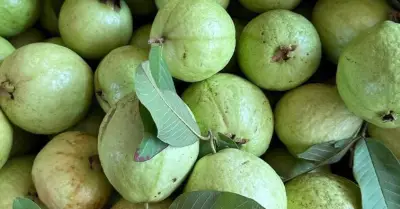 5 nhóm người nên ưu tiên ăn ổi hơn các loại trái cây khác