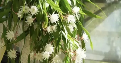 6 Loại Cây Trồng Trong Nhà Được Ưa Chuộng: Vừa Đẹp Mắt Vừa Mang Ý Nghĩa Tích Cực