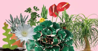 7 Loại Cây Trồng Trong Nhà Giúp Tăng Cảm Giác Hạnh Phúc Và Thư Giãn