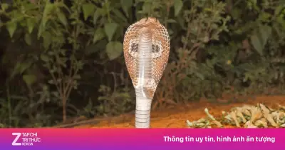 Bé gái 3 tuổi nguy kịch sau vết cắn rắn hổ cực độc, hồi phục kỳ diệu sau 3 ngày