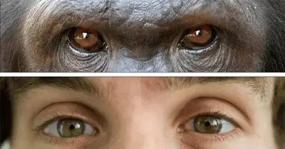Bí ẩn tiến hóa: Tại sao con người có lòng trắng mắt khác biệt so với loài vượn?