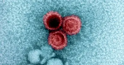 Bí ẩn virus ngủ đông trong cơ thể người: Nghiên cứu Harvard hé lộ mối liên hệ với gen và bệnh hiểm nghèo