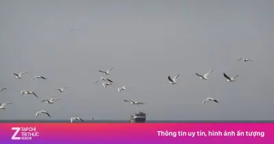 Bài học từ thập niên 1980 có giúp Mỹ giải bẫy thủy lôi Iran ở Hormuz?