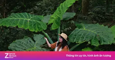 Bụi Ráy Khổng Lồ Gây Sốt, Du Khách Xếp Hàng Check-in Gây Ùn Tắc Ở VQG Cúc Phương