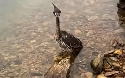 Blogger Chiết Giang giải cứu thành công cò Hải Nam - loài chim bí ẩn nhất thế giới