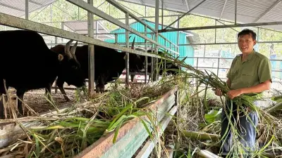 Bảo tồn bò tót lai F1: Thành công thích nghi nhưng vướng rào cản sinh sản