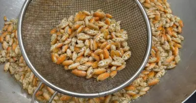 Đặc Sản Chỉ Lùi Không Tiến Ở Phú Quốc: Nhìn Giống Dê Nhưng Vị Ngon Như Tôm