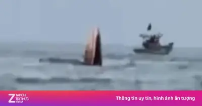 Cá voi liên tiếp xuất hiện gần bờ biển Mũi Né báo hiệu môi trường biển trong lành