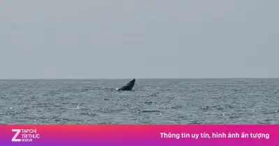 Cá voi lớn xuất hiện tại vùng biển Mũi Né, thu hút sự chú ý của người dân và du khách