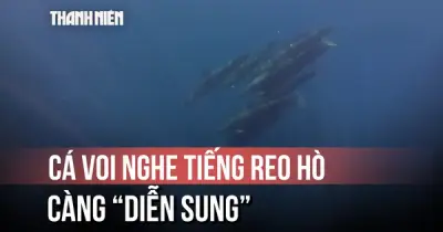 Cá voi vồn sống đẹp như phim ở Phú Quý: Lý do xuất hiện thành đàn bất ngờ