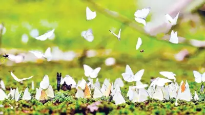 Cúc Phương lung linh đom đóm và bướm: Chỉ báo sinh học quý giá của rừng nguyên sinh