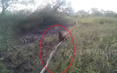 Chó dũng cảm vật lộn với trăn khổng lồ ở khu bảo tồn Swaziland