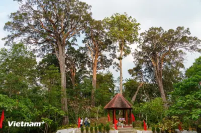Chạm vào nguyên bản Tà Ôn: Rừng già giữa đại ngàn biên giới Đà Nẵng