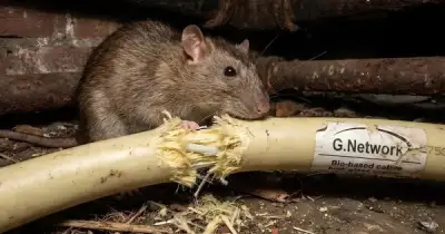 Chuột và loài gặm nhấm: Mối đe dọa ngầm đối với hạ tầng internet toàn cầu