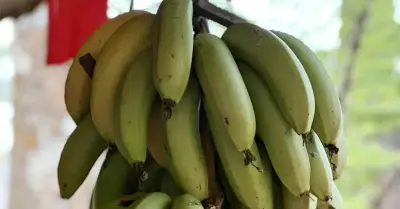 Chuyên gia dinh dưỡng khuyến cáo lượng chuối tiêu thụ an toàn mỗi ngày