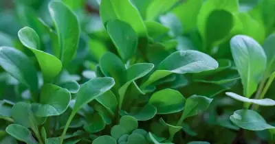 Cải Xoong: Loại Rau Nhỏ Bé Nhưng Là 'Siêu Thực Phẩm' Đứng Đầu Bảng Dinh Dưỡng