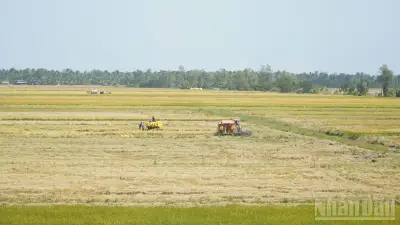 Cần Thơ triển khai thành công mô hình lúa chất lượng cao, phát thải thấp