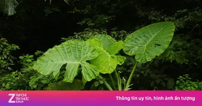 Cảnh báo du khách xả rác, giẫm đạp cây trong Vườn quốc gia Cúc Phương