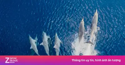 Cảnh tượng hiếm gặp: Đàn cá heo tung tăng bơi lội ở vùng biển quần đảo Trường Sa